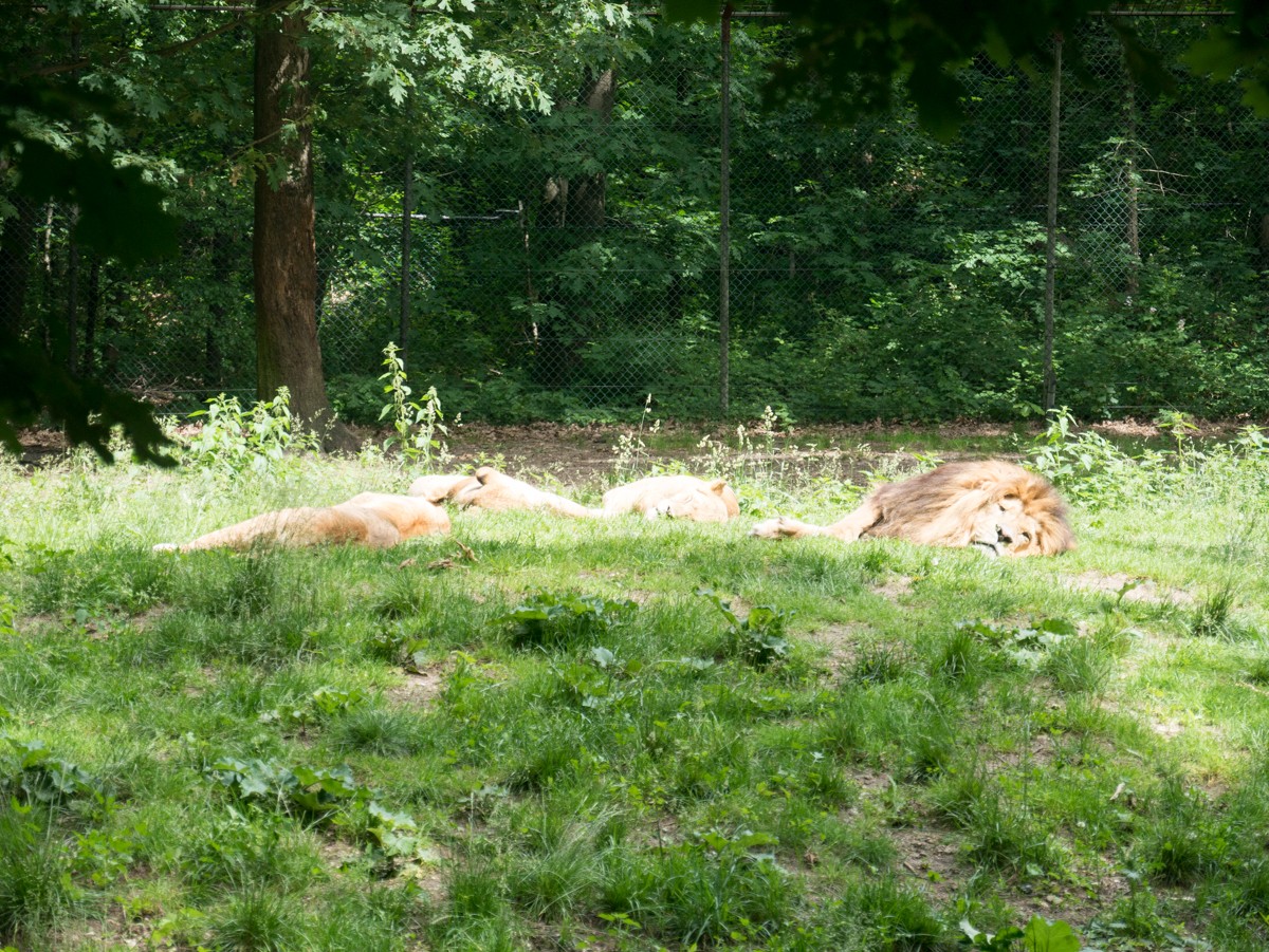 burgers zoo safari 0007  burgers zoo safari 0007