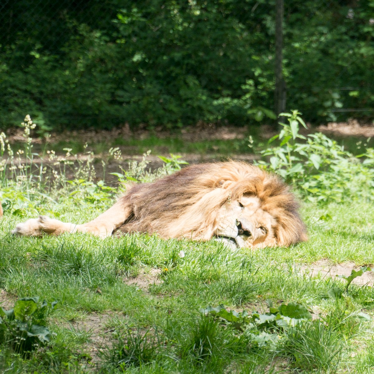 burgers zoo safari 0008  burgers zoo safari 0008