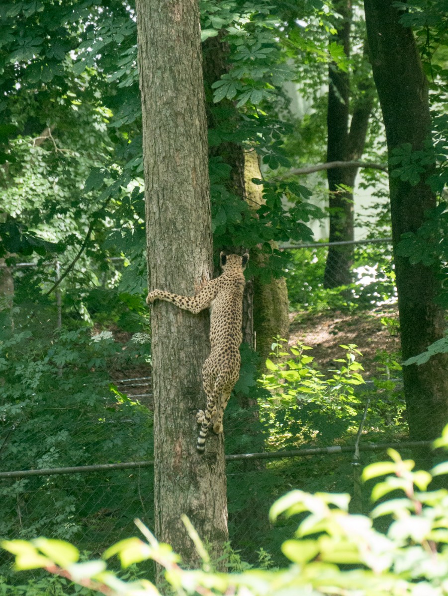 burgers zoo safari 0009  burgers zoo safari 0009