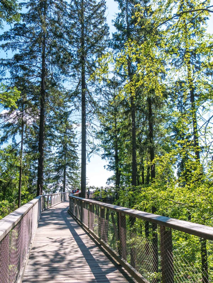 220803 janske lazne boomkroonpad 0001  220803 janske lazne boomkroonpad 0001