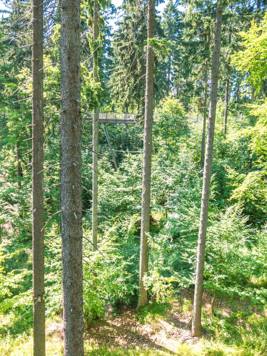 220803 janske lazne boomkroonpad 0002  220803 janske lazne boomkroonpad 0002