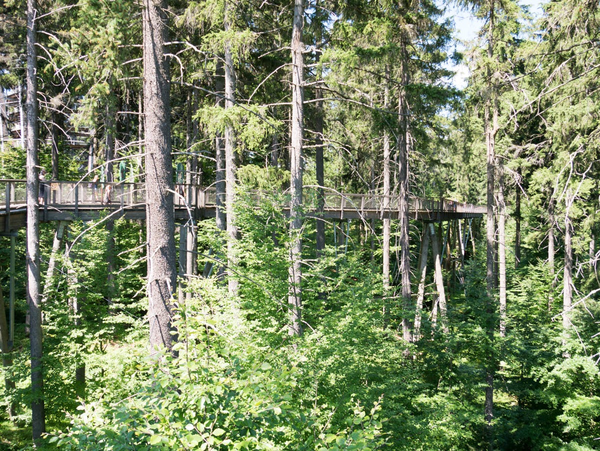 220803 janske lazne boomkroonpad 0004  220803 janske lazne boomkroonpad 0004