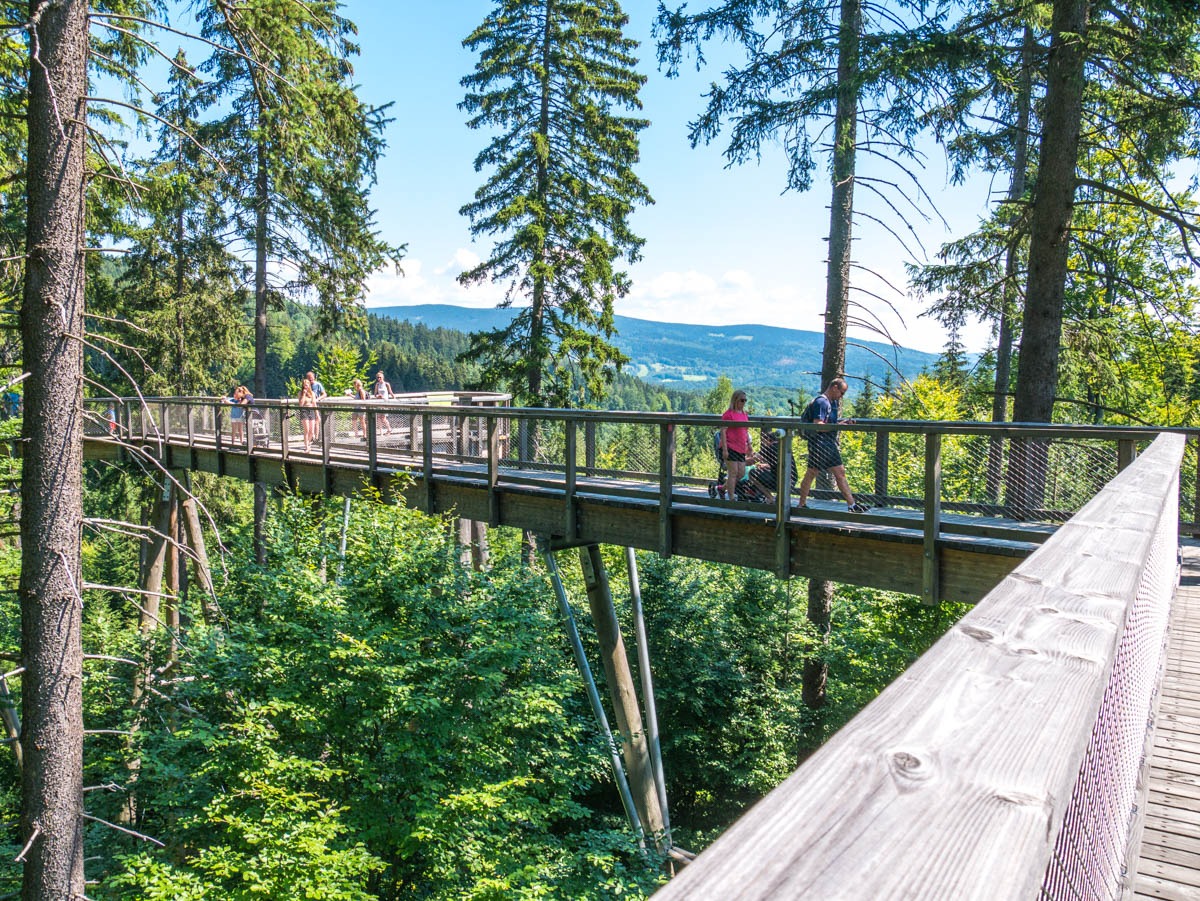 220803 janske lazne boomkroonpad 0005  220803 janske lazne boomkroonpad 0005