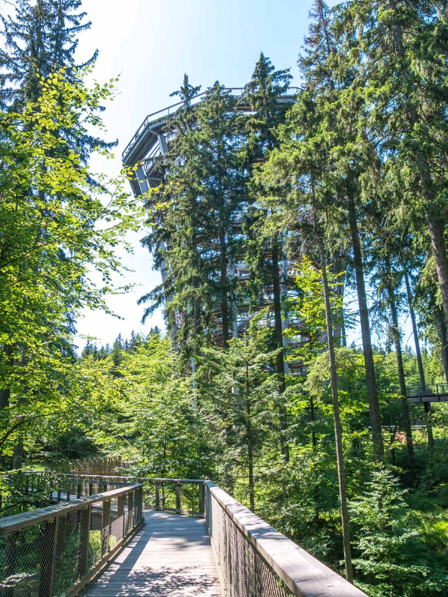 220803 janske lazne boomkroonpad 0006  220803 janske lazne boomkroonpad 0006