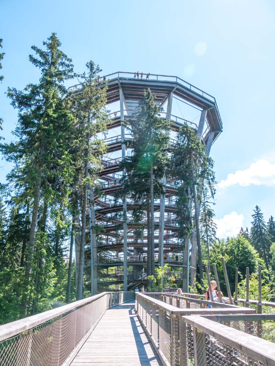 220803 janske lazne boomkroonpad 0023  220803 janske lazne boomkroonpad 0023