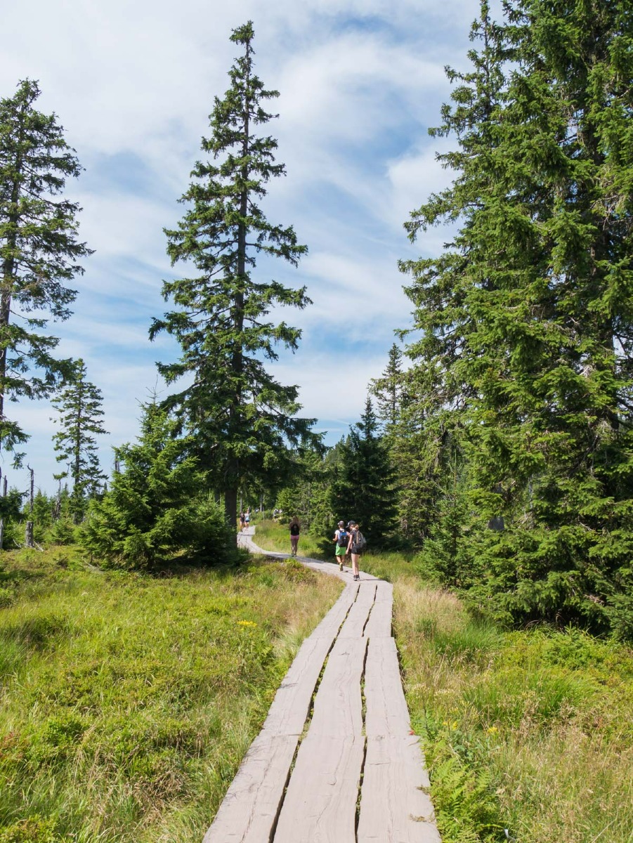 0011 medvedin  0011 medvedin