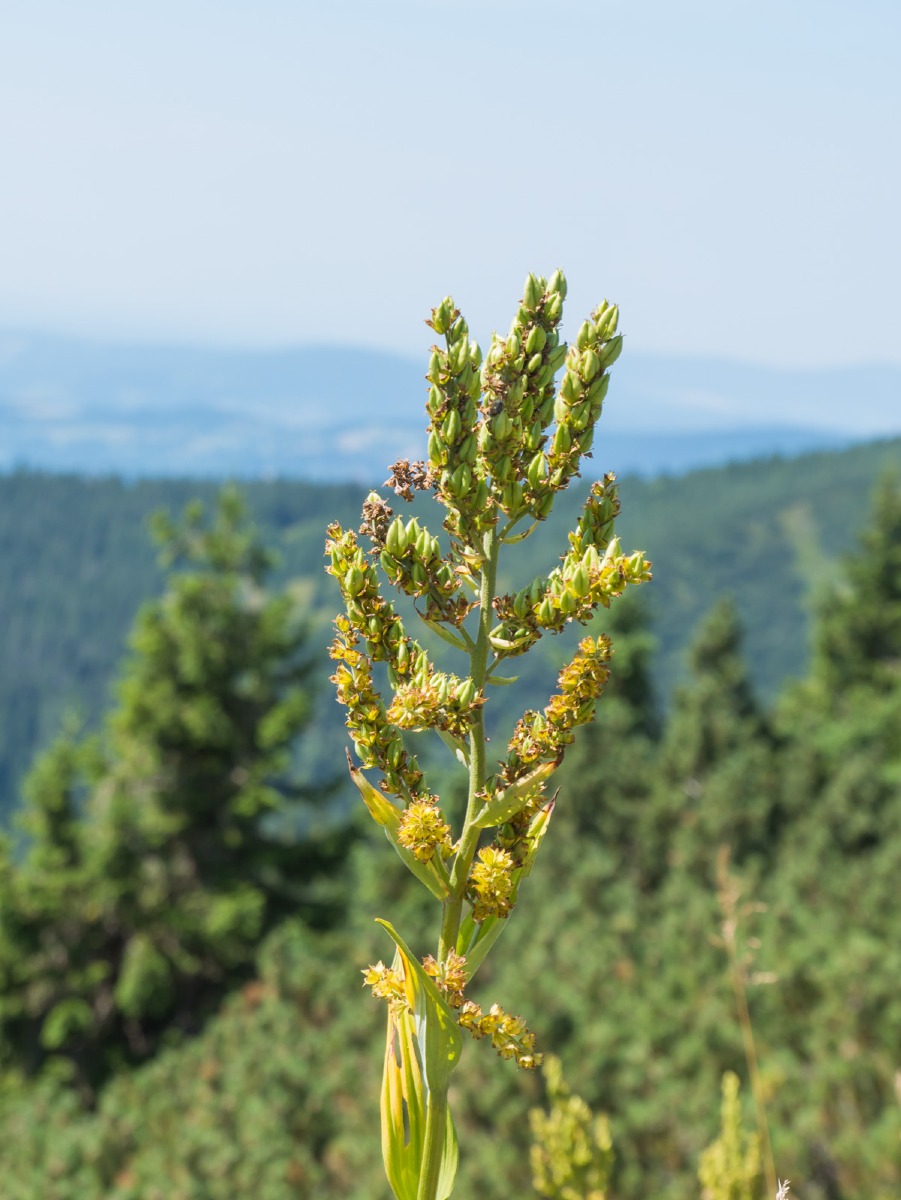 0016 medvedin  0016 medvedin