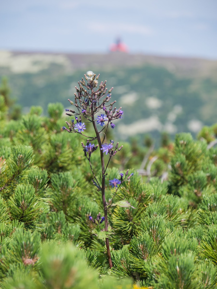 0024 medvedin  0024 medvedin