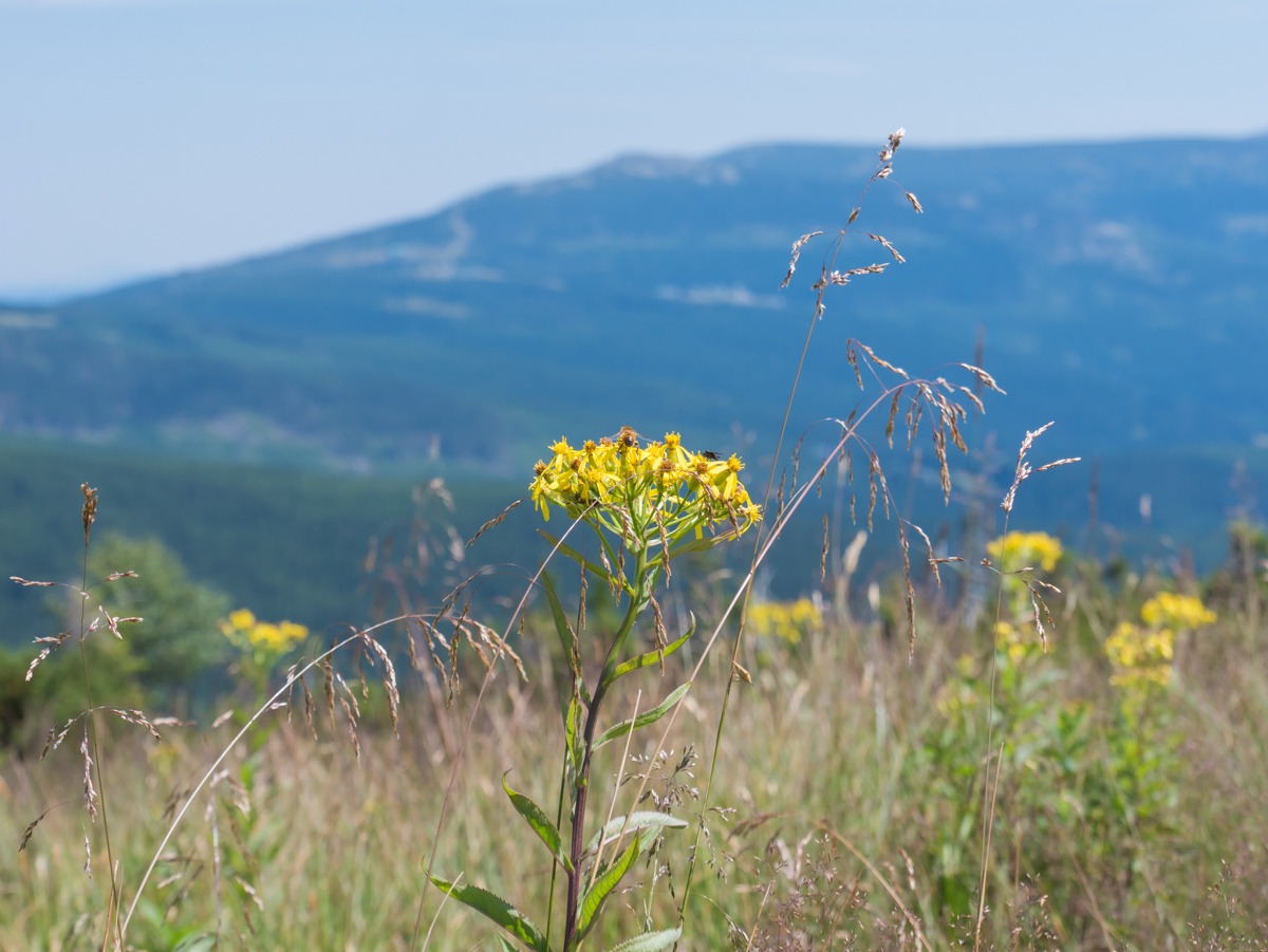 0029 medvedin  0029 medvedin