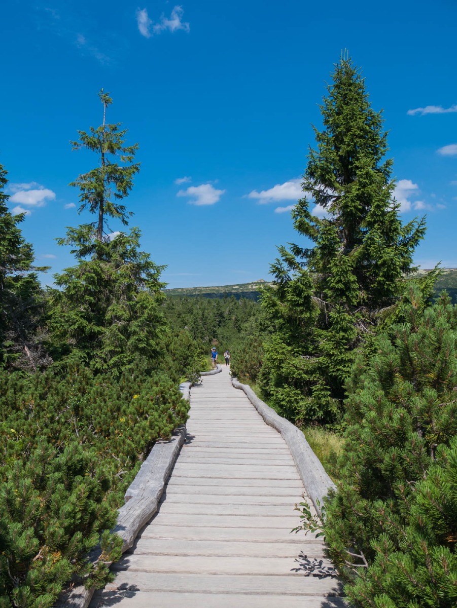 0030 medvedin  0030 medvedin