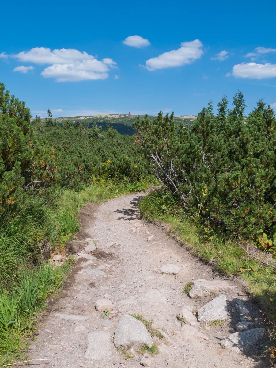 0031 medvedin  0031 medvedin