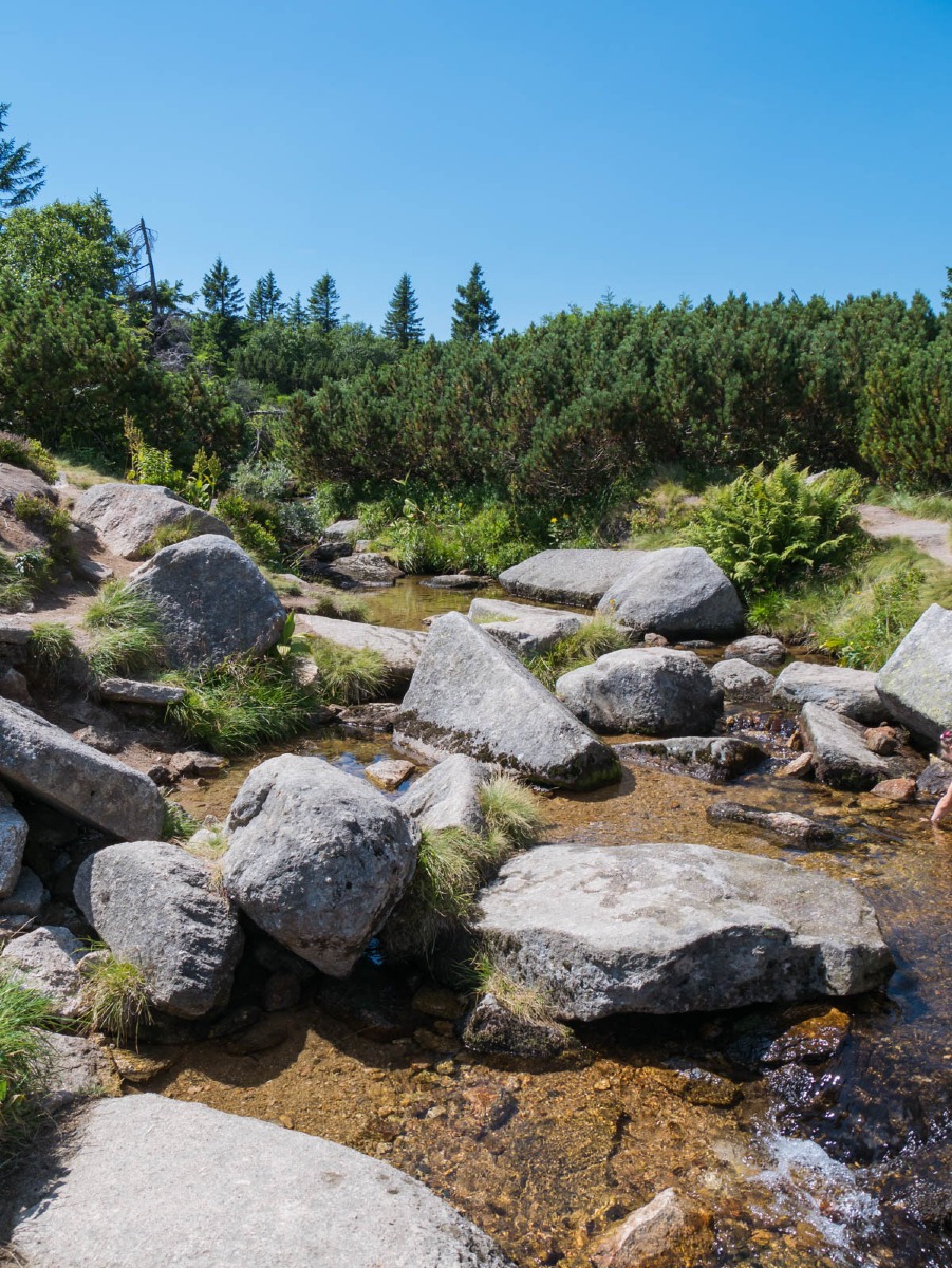 0032 medvedin  0032 medvedin