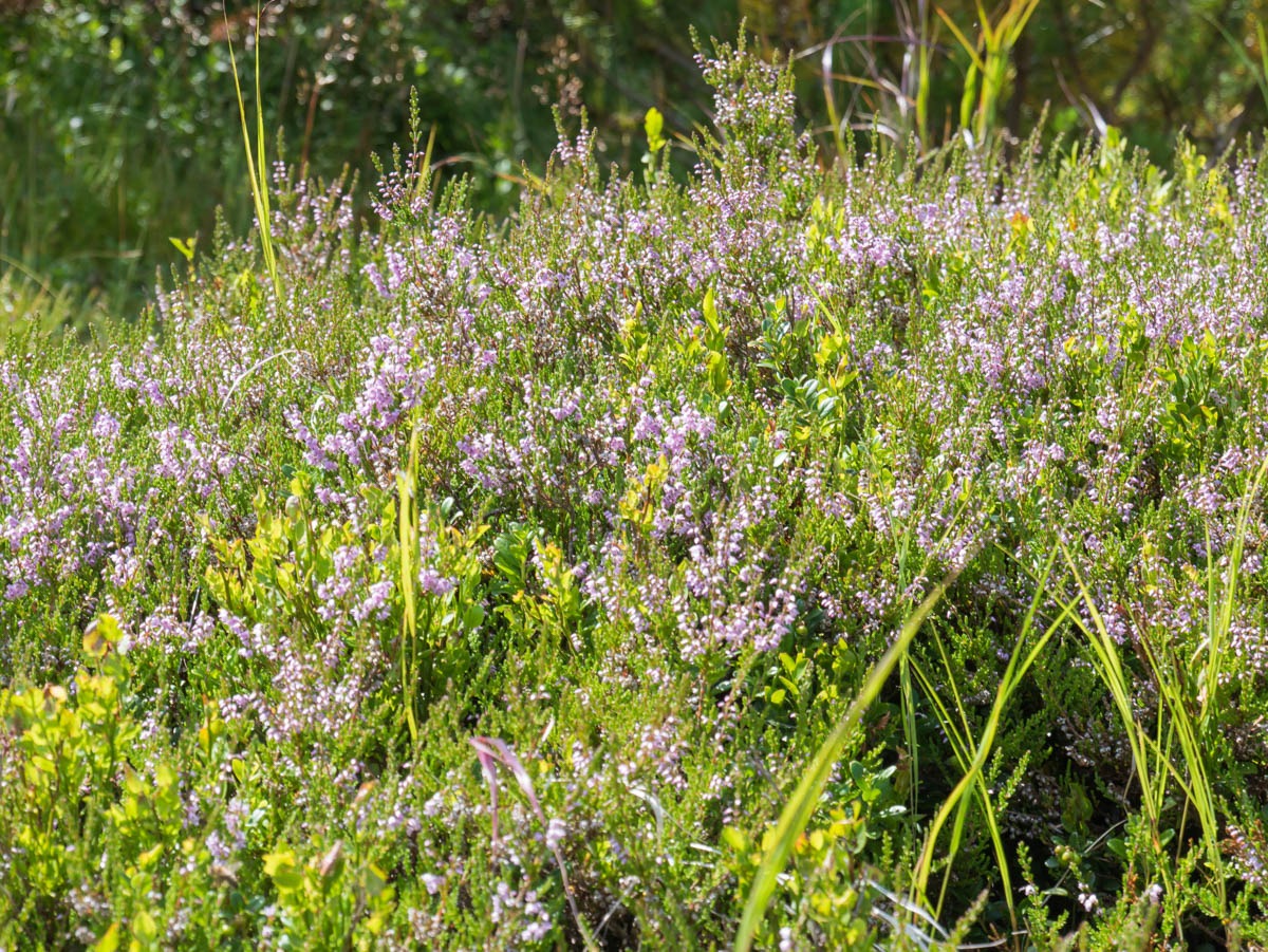 0037 medvedin  0037 medvedin