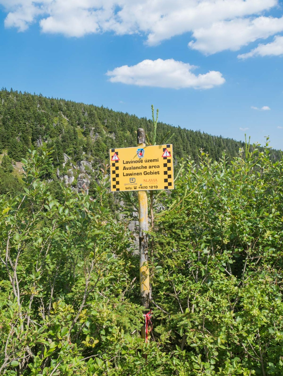 0040 medvedin  0040 medvedin