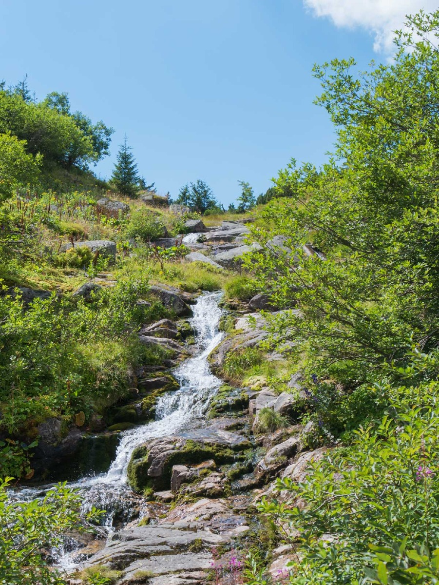 0042 medvedin  0042 medvedin