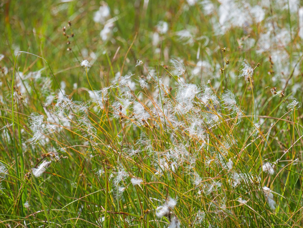 0046 medvedin  0046 medvedin