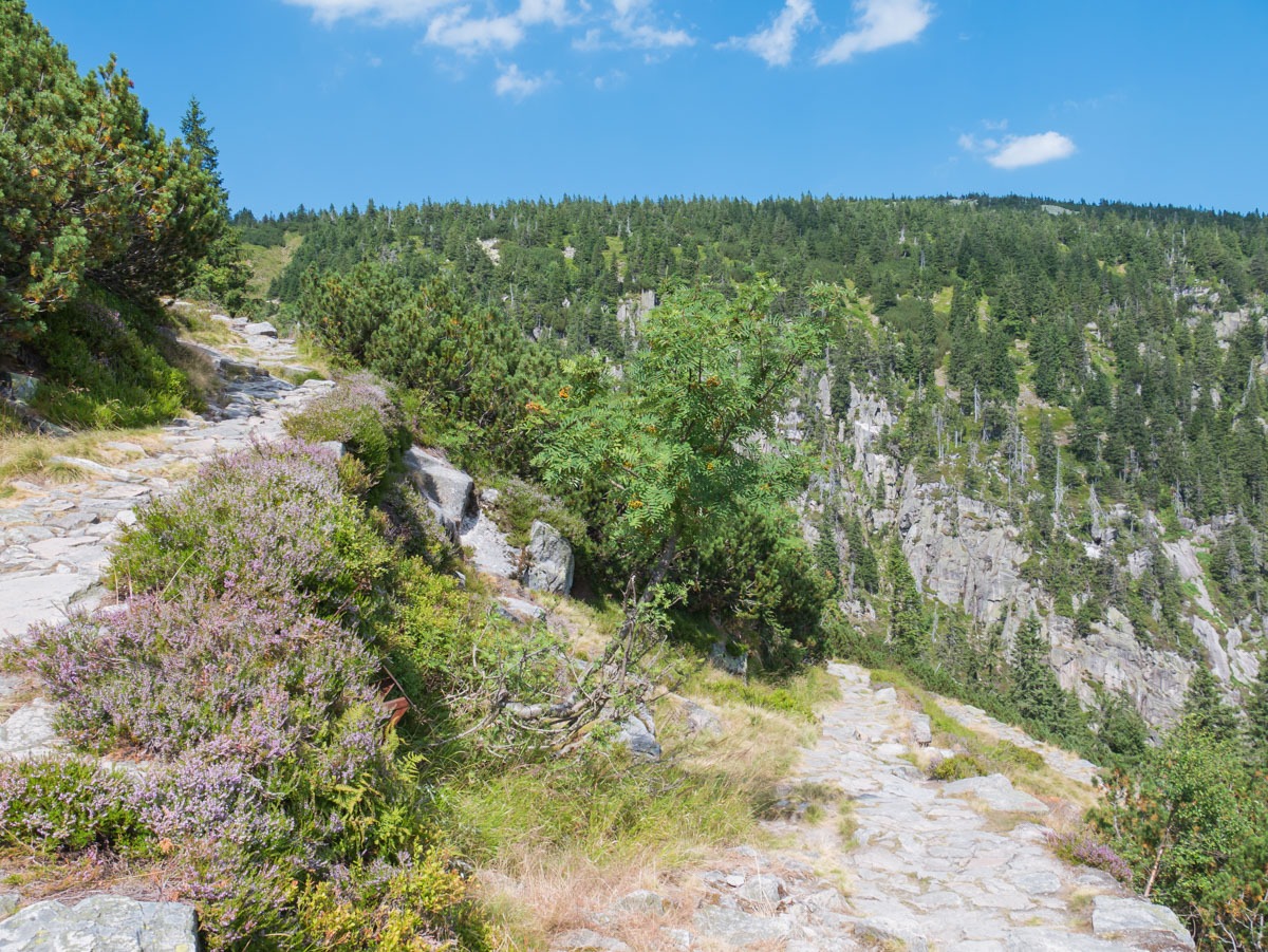 0049 medvedin  0049 medvedin