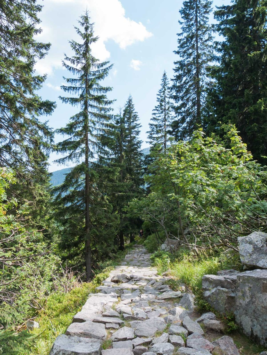 0050 medvedin  0050 medvedin