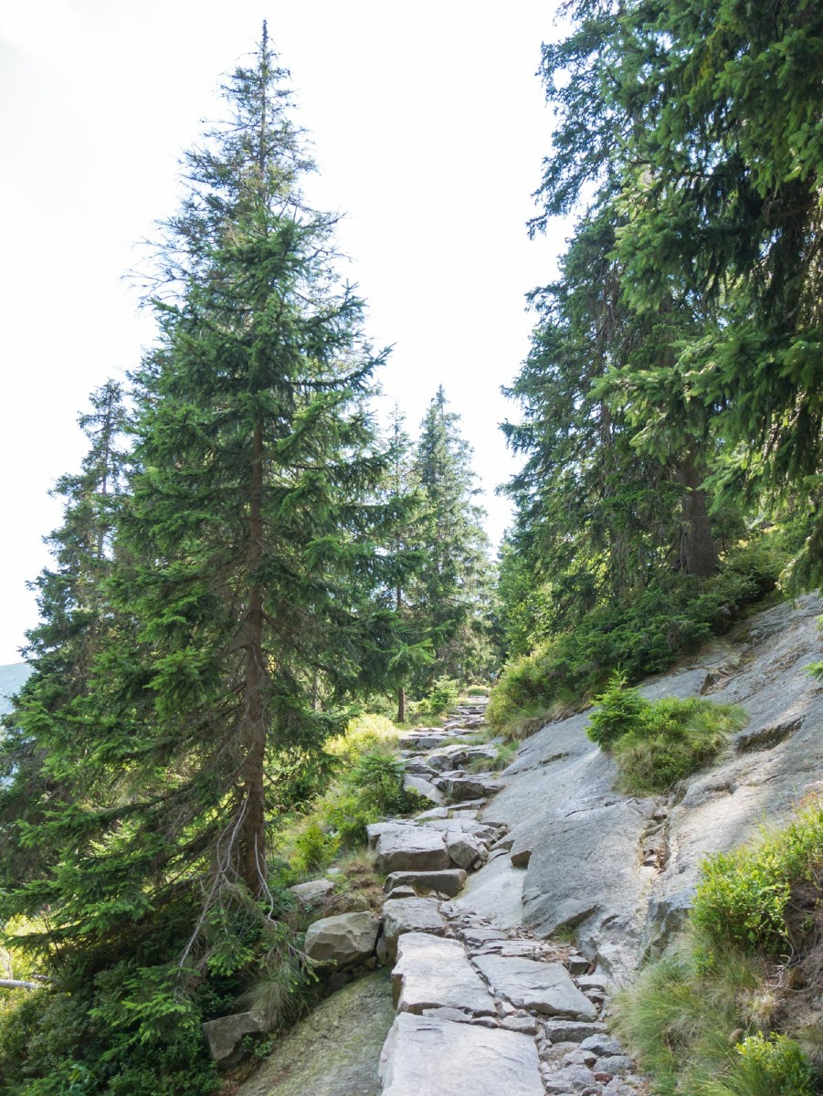 0052 medvedin  0052 medvedin