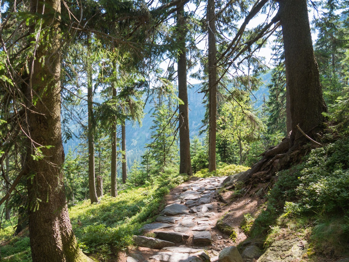 0053 medvedin  0053 medvedin