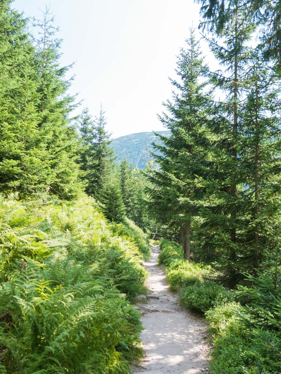 0054 medvedin  0054 medvedin