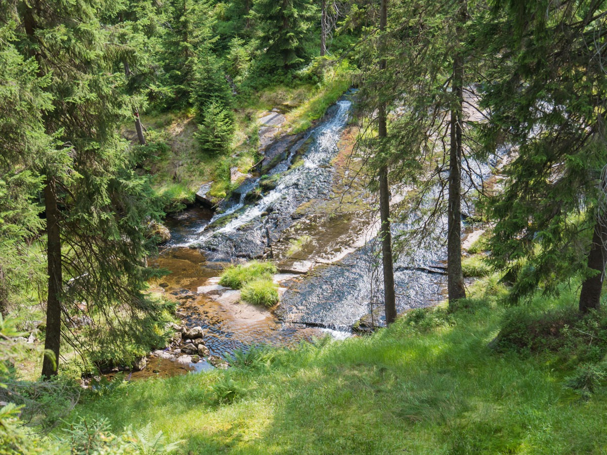 0058 medvedin  0058 medvedin