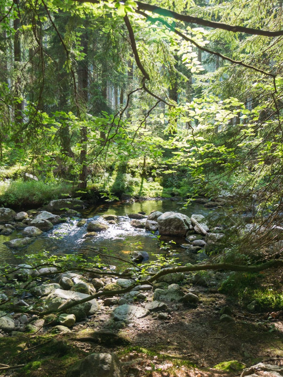 0060 medvedin  0060 medvedin