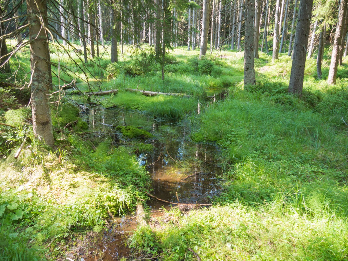 0061 medvedin  0061 medvedin