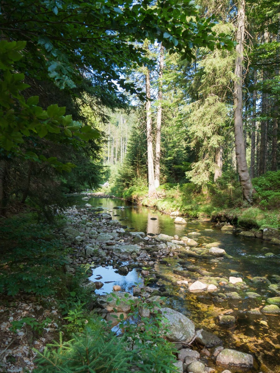 0062 medvedin  0062 medvedin