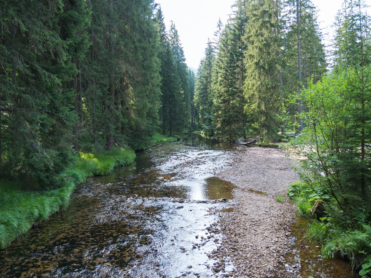 0063 medvedin  0063 medvedin