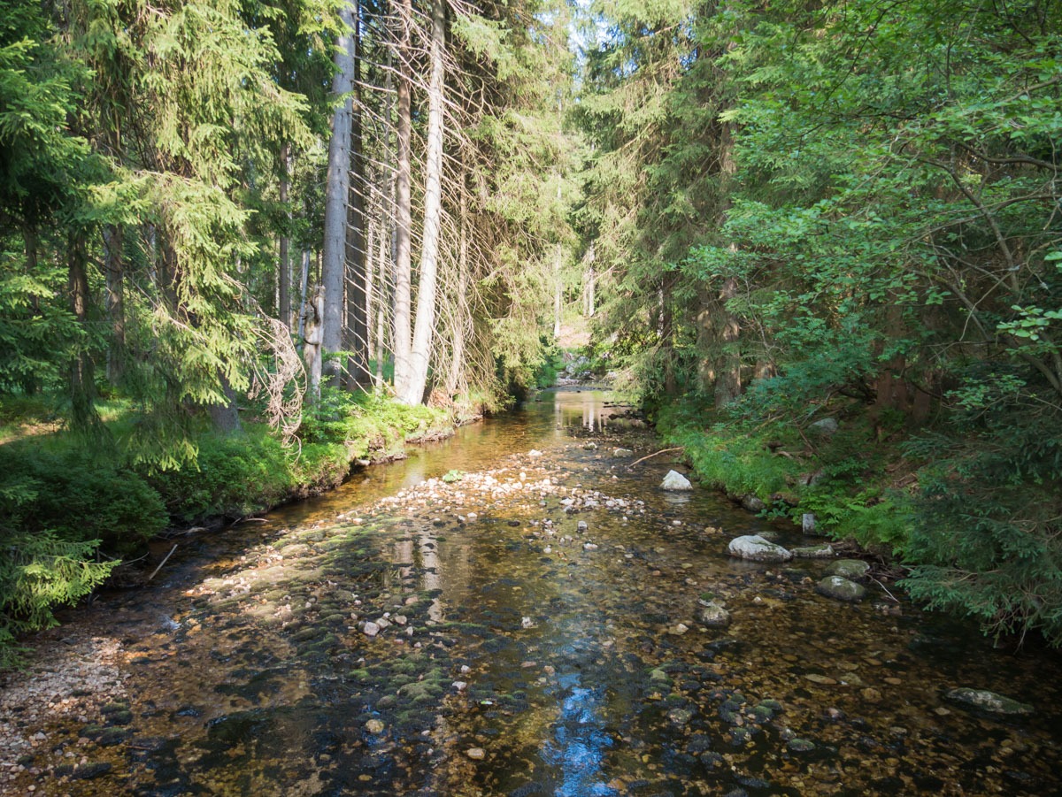 0064 medvedin  0064 medvedin