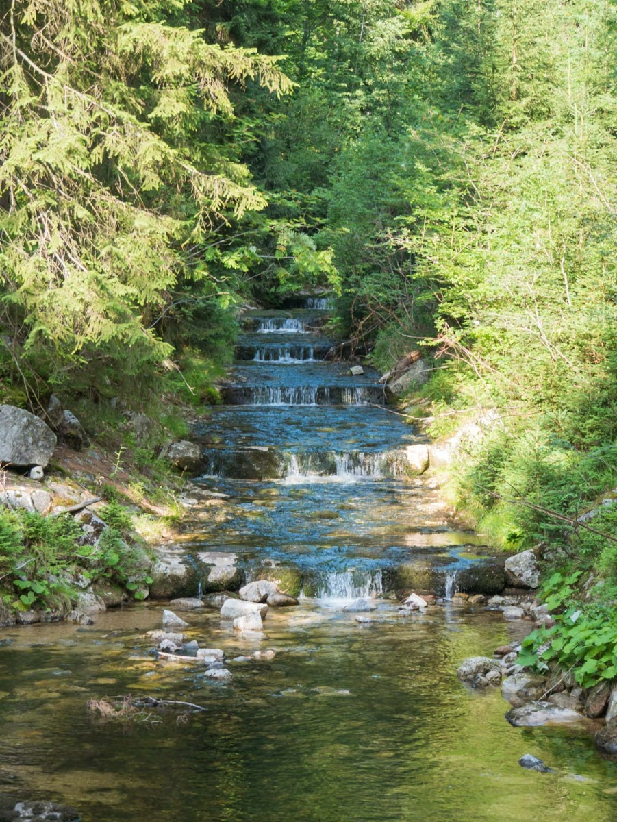 0065 medvedin  0065 medvedin