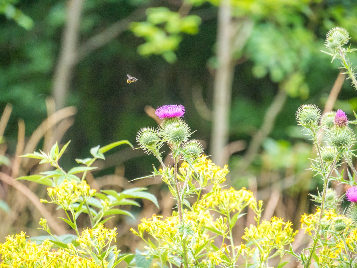 220726 stolberg josephskreuz omgeving 0058  220726 stolberg josephskreuz omgeving 0058