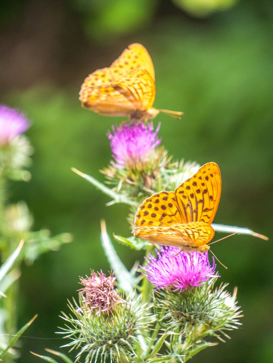 220726 stolberg josephskreuz omgeving 0067  220726 stolberg josephskreuz omgeving 0067