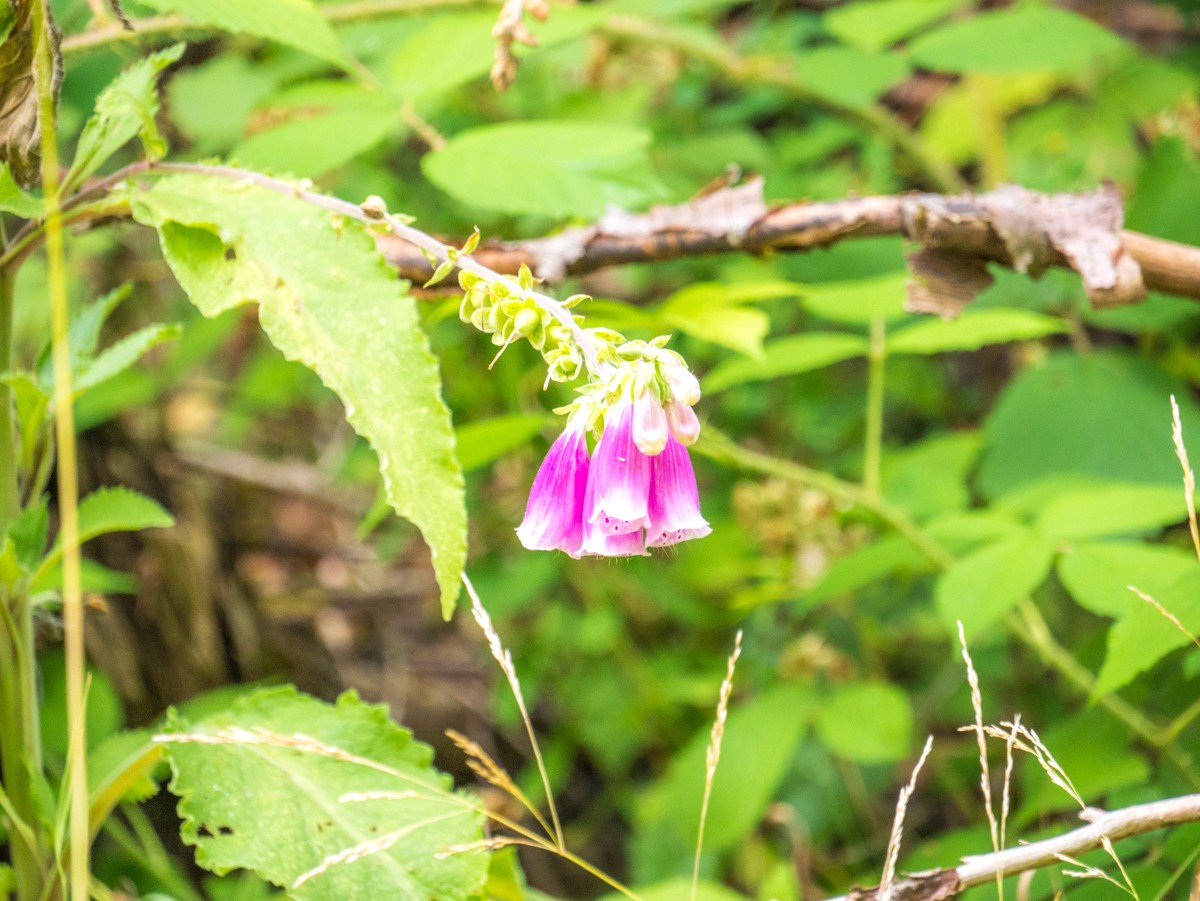 220726 stolberg josephskreuz omgeving 0074  220726 stolberg josephskreuz omgeving 0074