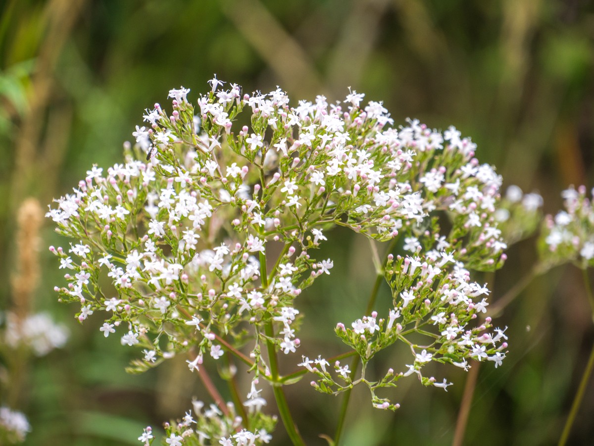 220726 stolberg josephskreuz omgeving 0075  220726 stolberg josephskreuz omgeving 0075