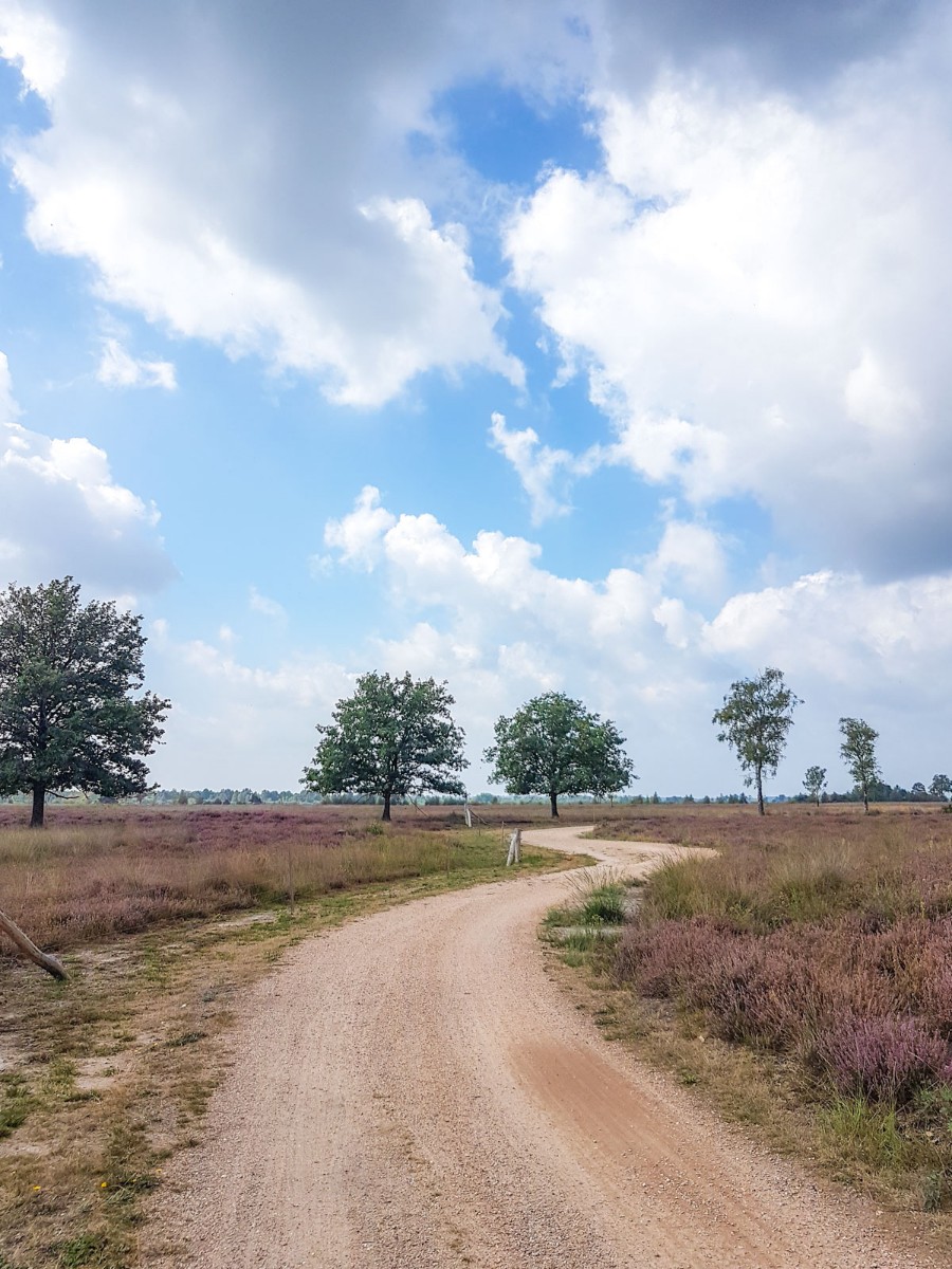 220820 strabrechtse heide 0004 2022 08 20.31.21 220820 strabrechtse heide 0004 2022 08 20.31.21