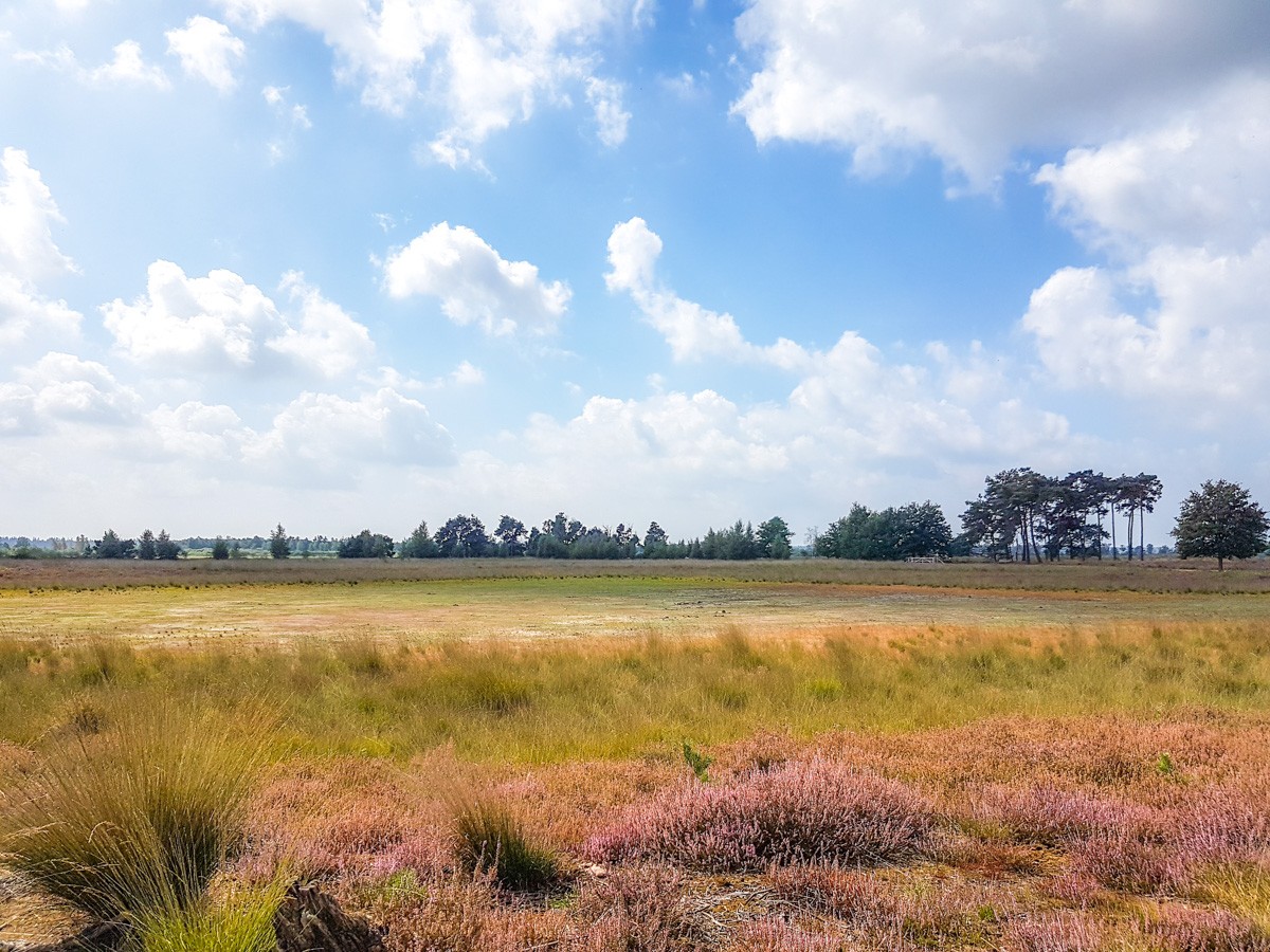 220820 strabrechtse heide 0005 2022 08 20.38.48 220820 strabrechtse heide 0005 2022 08 20.38.48