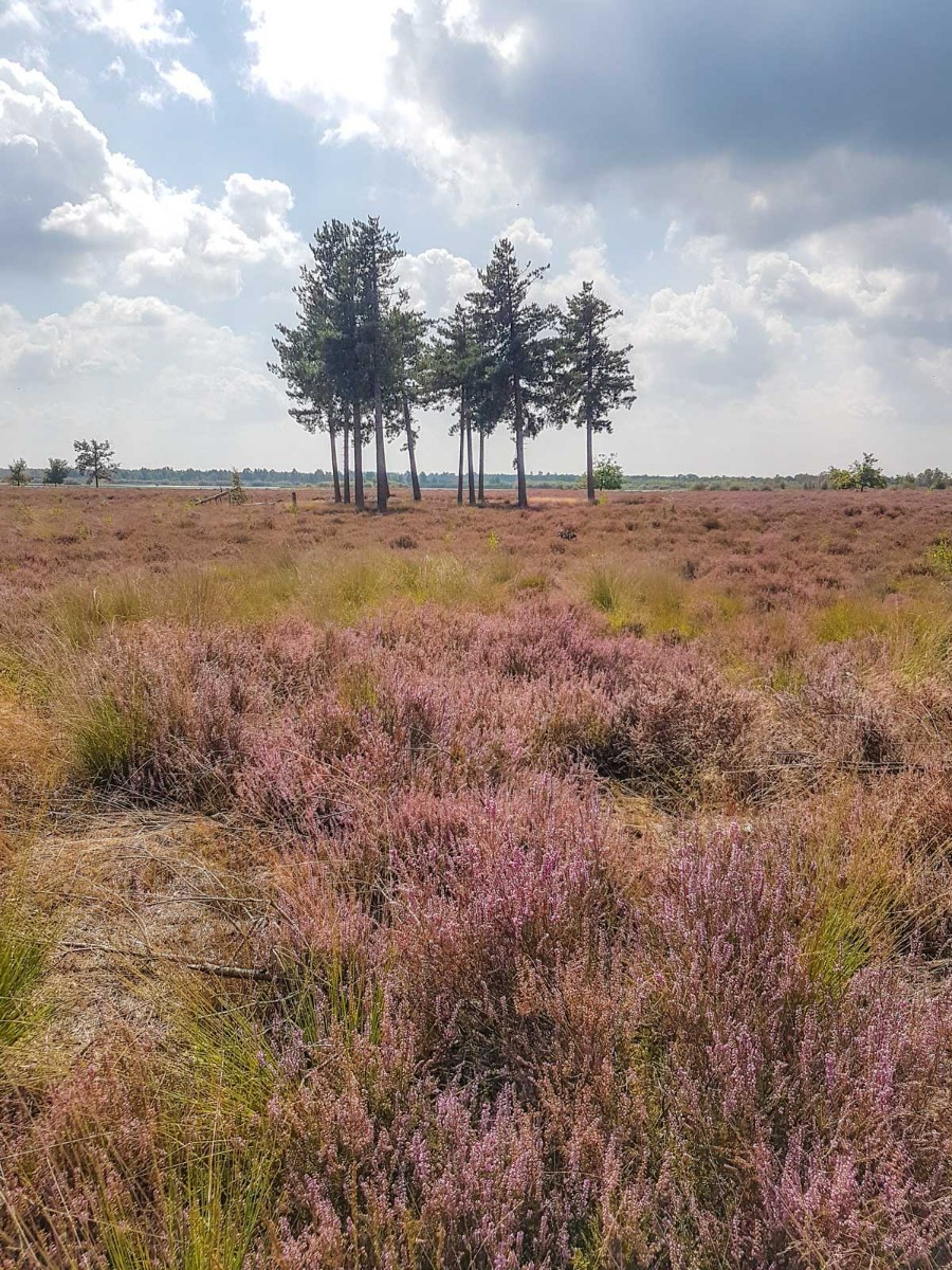 220820 strabrechtse heide 0007 2022 08 20.00.44 220820 strabrechtse heide 0007 2022 08 20.00.44