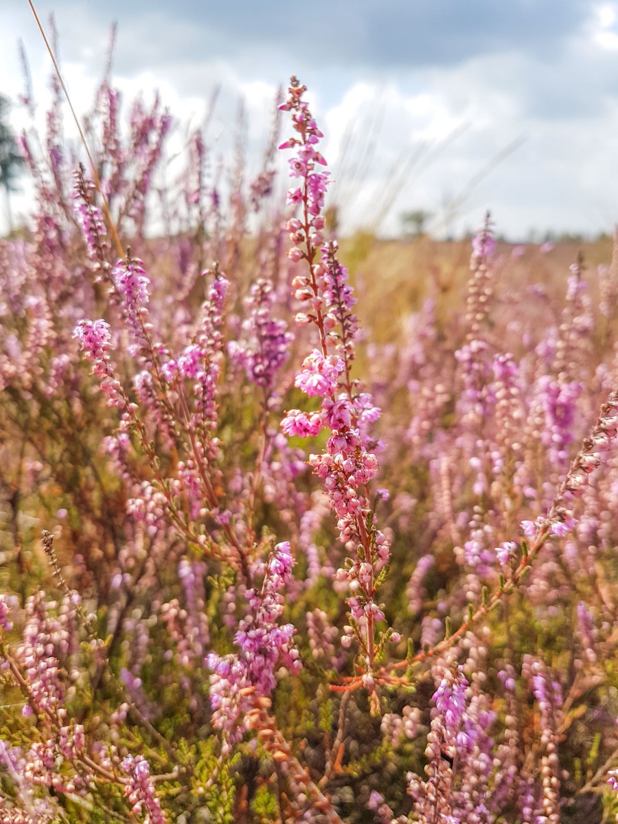 220820 strabrechtse heide 0008 2022 08 20.00.53 220820 strabrechtse heide 0008 2022 08 20.00.53