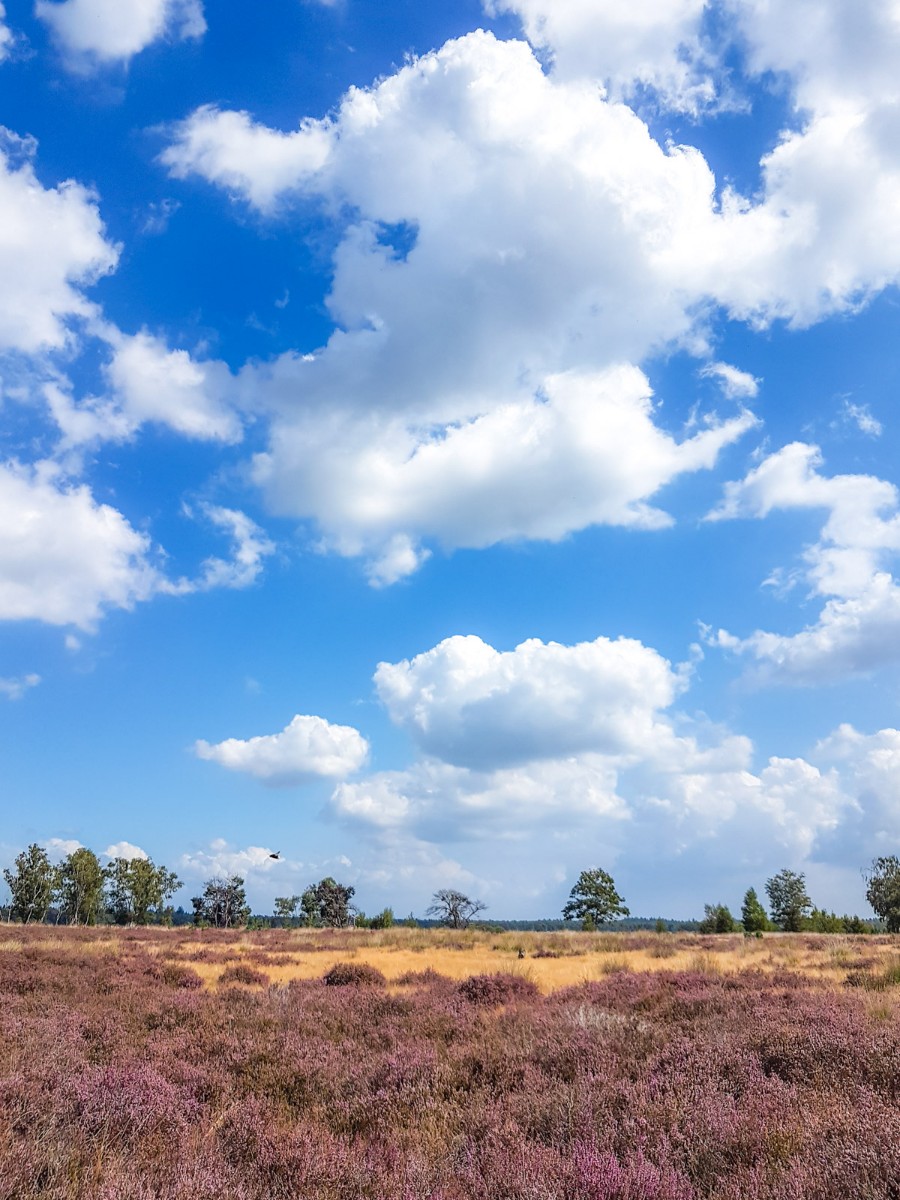 220820 strabrechtse heide 0010 2022 08 20.16.23 220820 strabrechtse heide 0010 2022 08 20.16.23