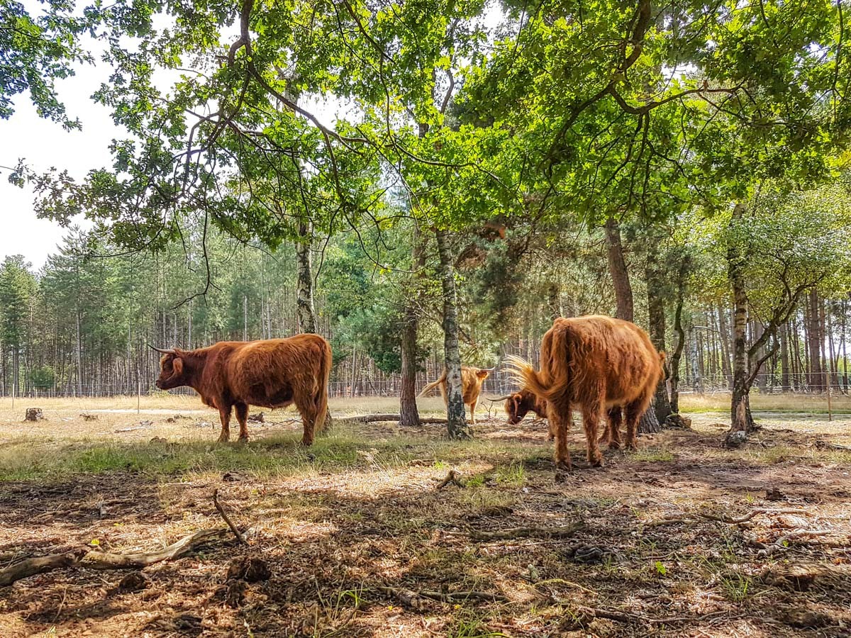 220820 strabrechtse heide 0011 2022 08 20.31.17 220820 strabrechtse heide 0011 2022 08 20.31.17