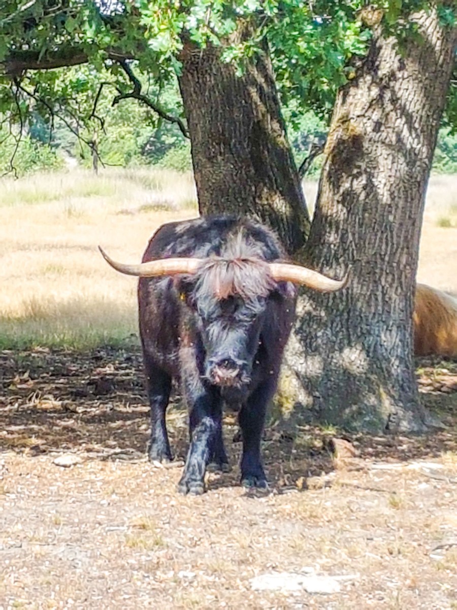 220820 strabrechtse heide 0013 2022 08 20.34.41 220820 strabrechtse heide 0013 2022 08 20.34.41