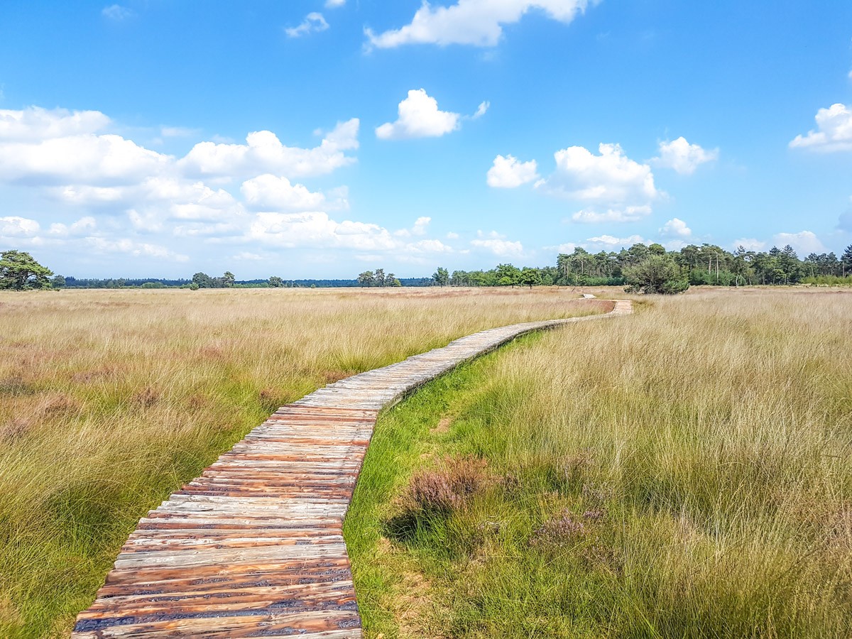 220820 strabrechtse heide 0014 2022 08 20.43.06 220820 strabrechtse heide 0014 2022 08 20.43.06