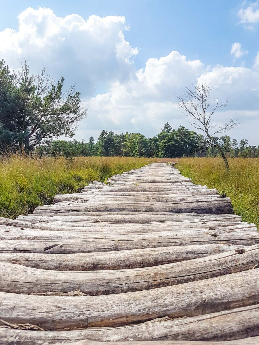 220820 strabrechtse heide 0016 2022 08 20.46.49 220820 strabrechtse heide 0016 2022 08 20.46.49