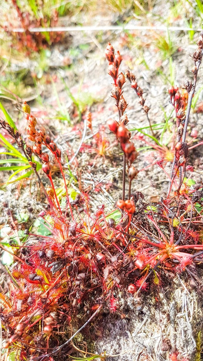 220820 strabrechtse heide 0021 snapchat 220820 strabrechtse heide 0021 snapchat