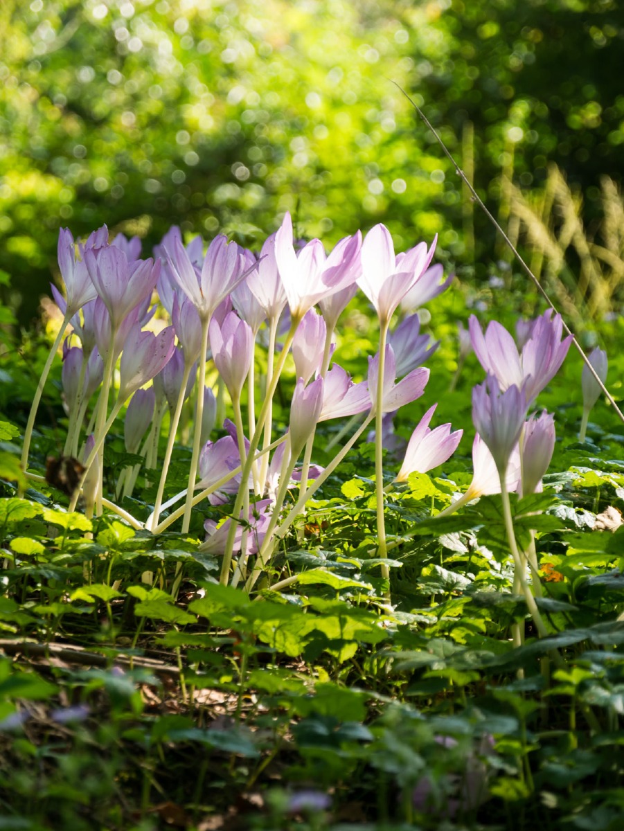 0023 elfia arcen 0023 elfia arcen