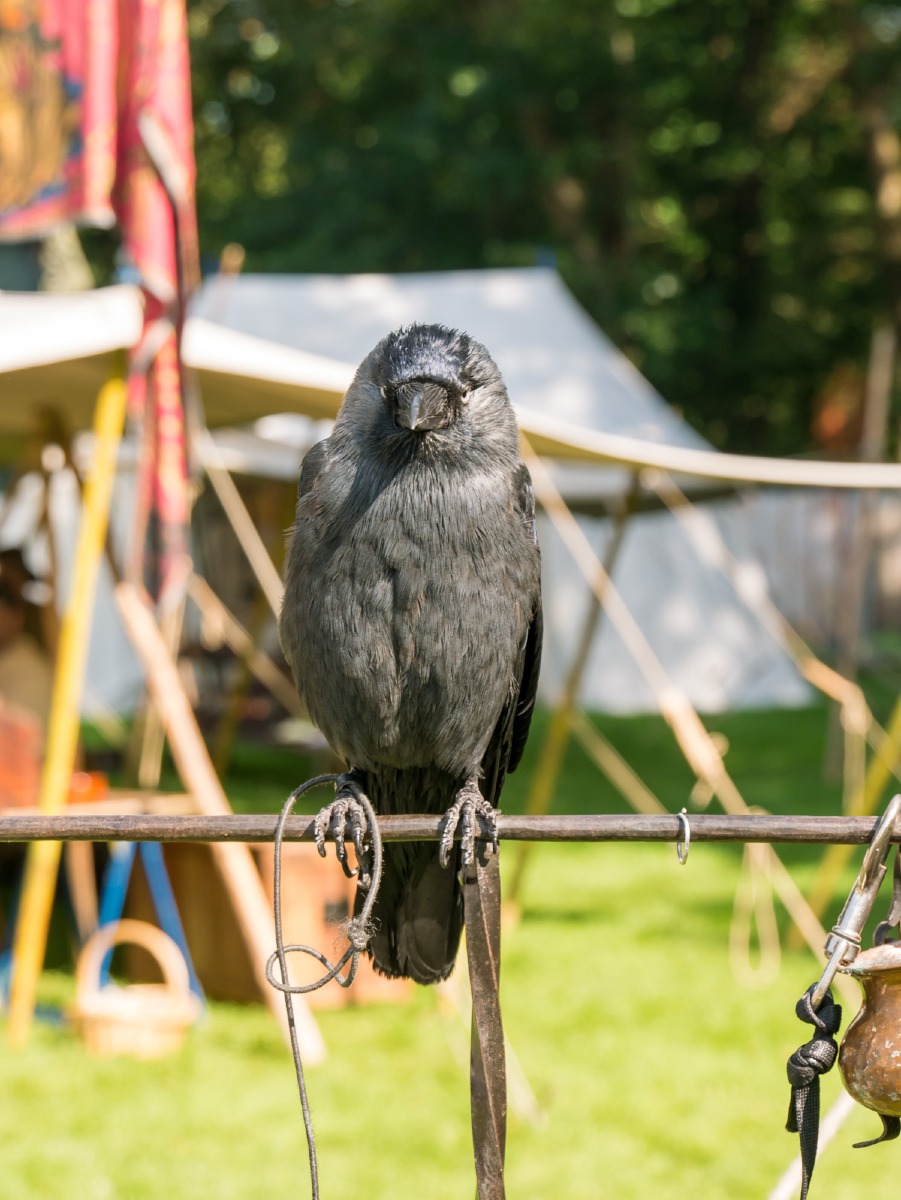 0045 elfia arcen 0045 elfia arcen