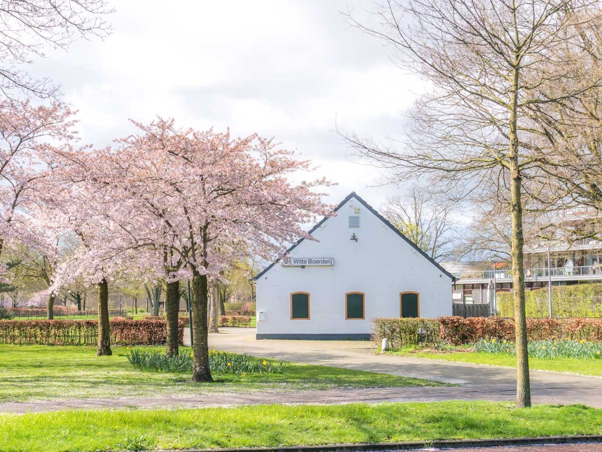 0001 bloesem 0001 bloesem