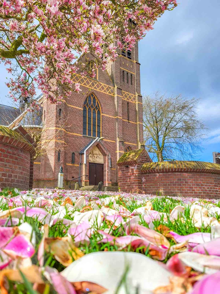 0003 bloesem 2024 03 23.49.33 0003 bloesem 2024 03 23.49.33